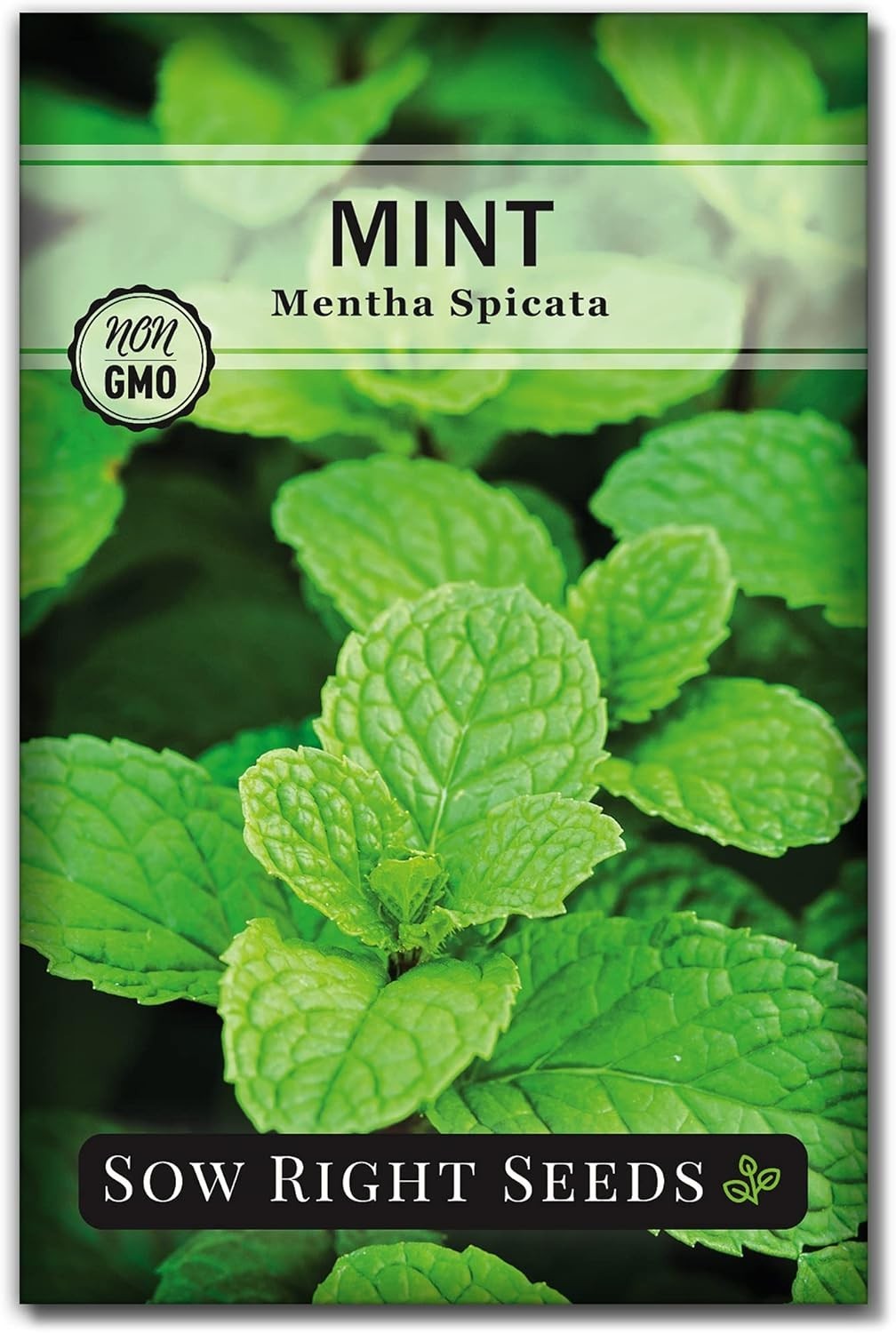 Sustainable Mint Seeds – Non-GMO Heirloom Variety for Flavorful Cooking & Tea