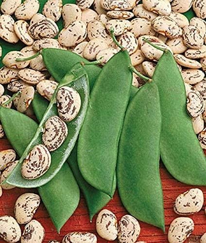 Jackson Wonder Lima Bean Seeds (25+ Seeds)