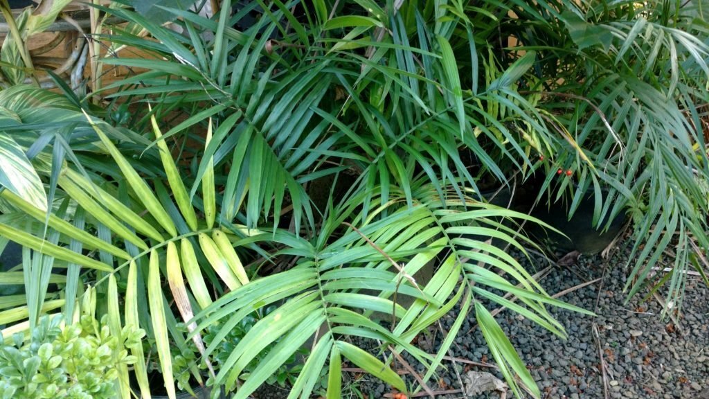 Chamaedorea radicalis BAMBOO PALM – Very Cold Hardy – Seeds!