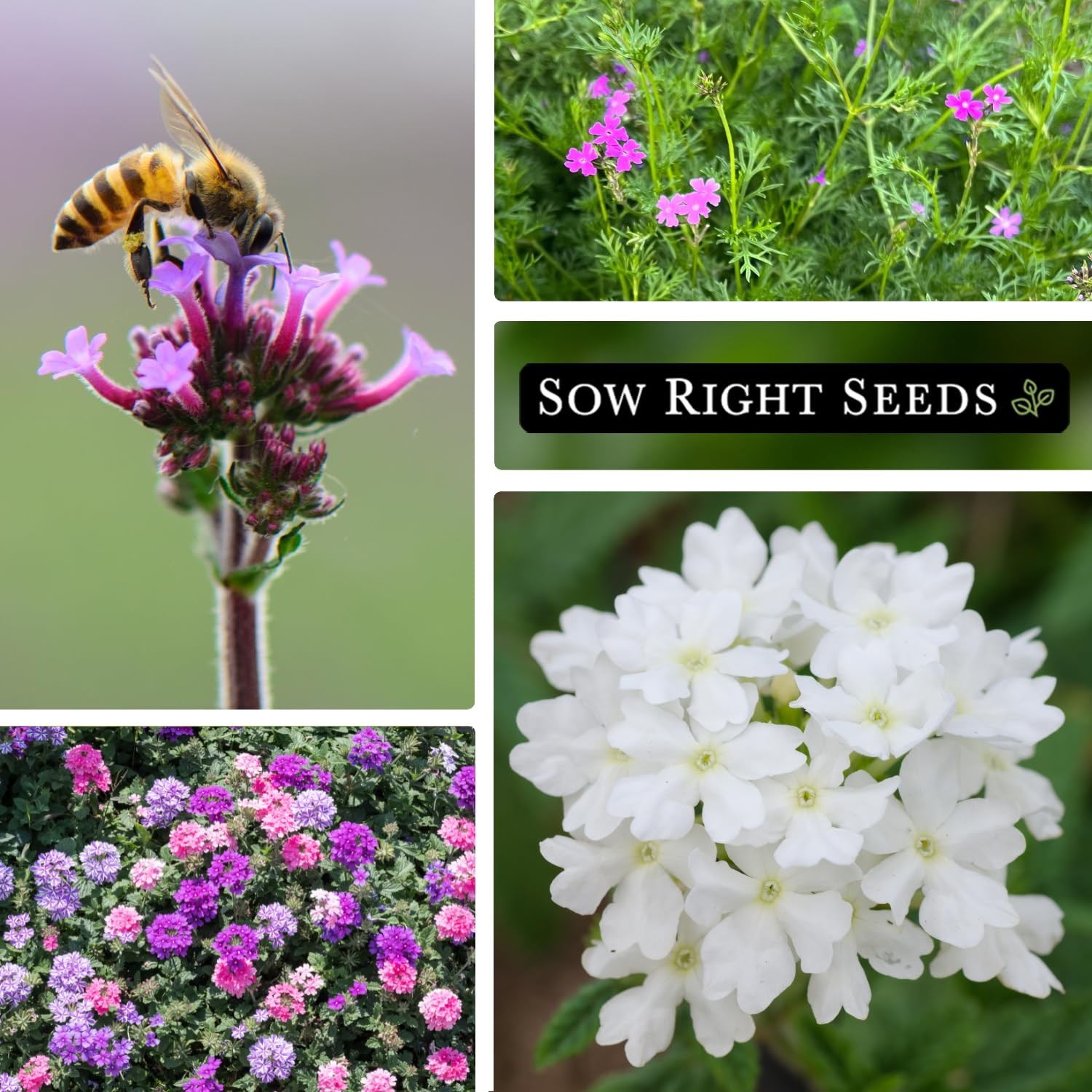 – Mixed Moss Verbena (Verbena tenuisecta) Flower Seeds for Planting – Excelle…