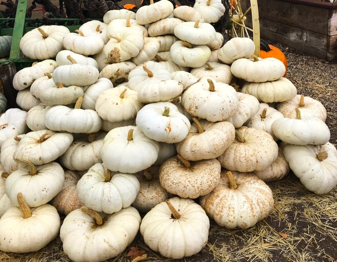 Flat White Boer Pumpkin Seeds | Stackable Cinderella Casper Squash Seed 2025