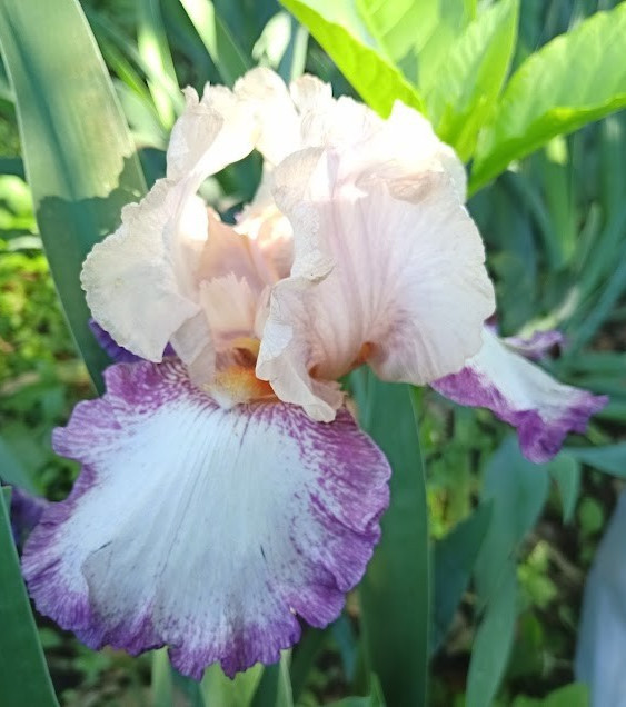 (4) TALL BEARDED IRIS RHIZOME RANDOM MIX BEAUTIFUL FLOWERS ROOT GARDEN PLANTS