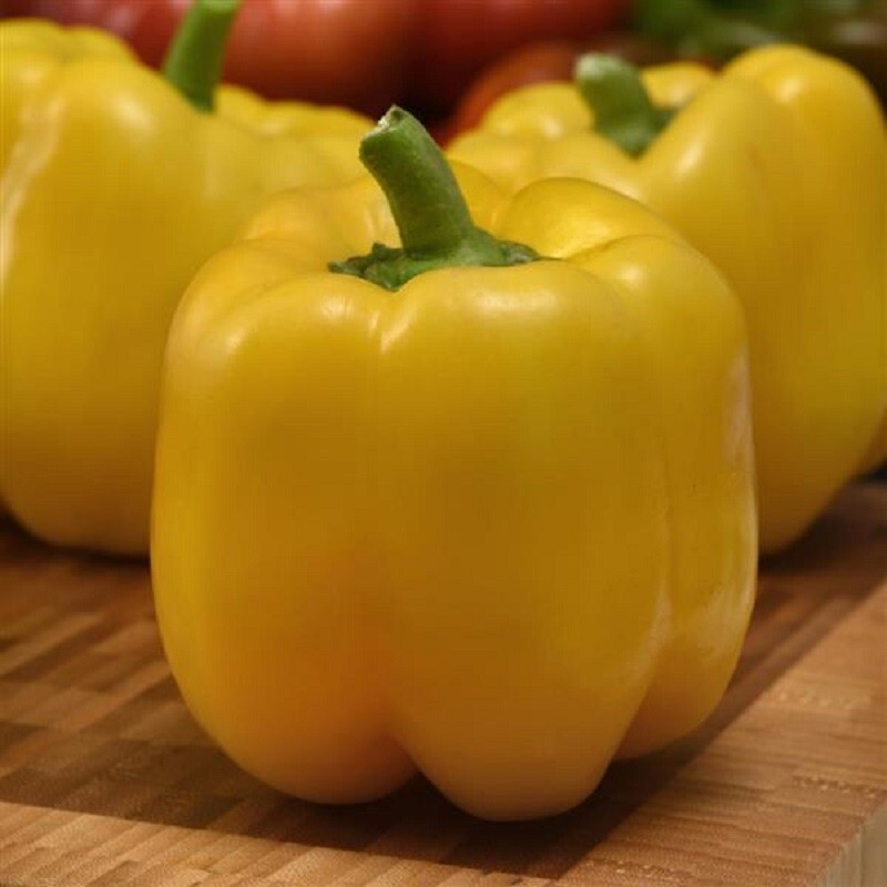 25 Trailblazer Pepper Seeds Yellow Bell Pepper F1