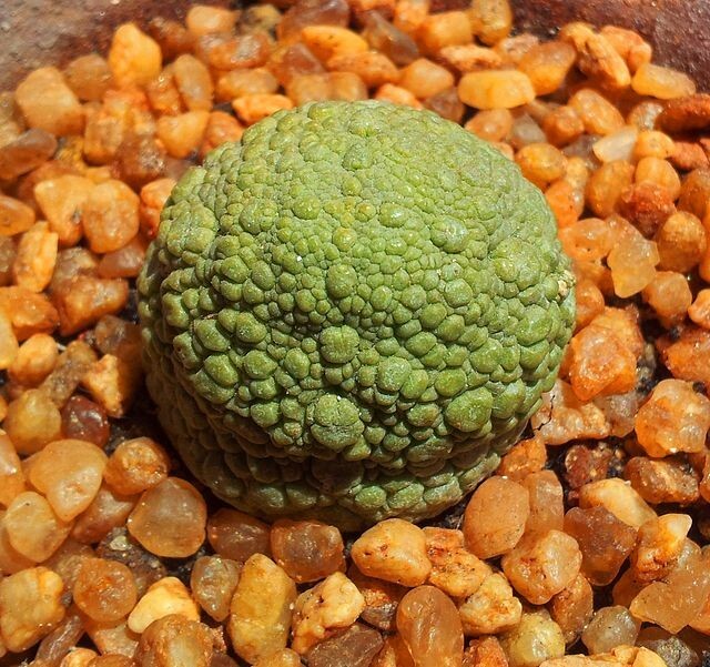 50x Pseudolithos migiurtinus seeds