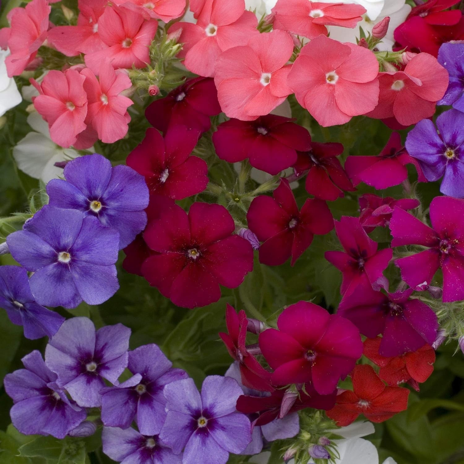 Mix Phlox Seeds – 1000 Pcs Self-Seeding Annuals for Colorful Pollinator Gardens