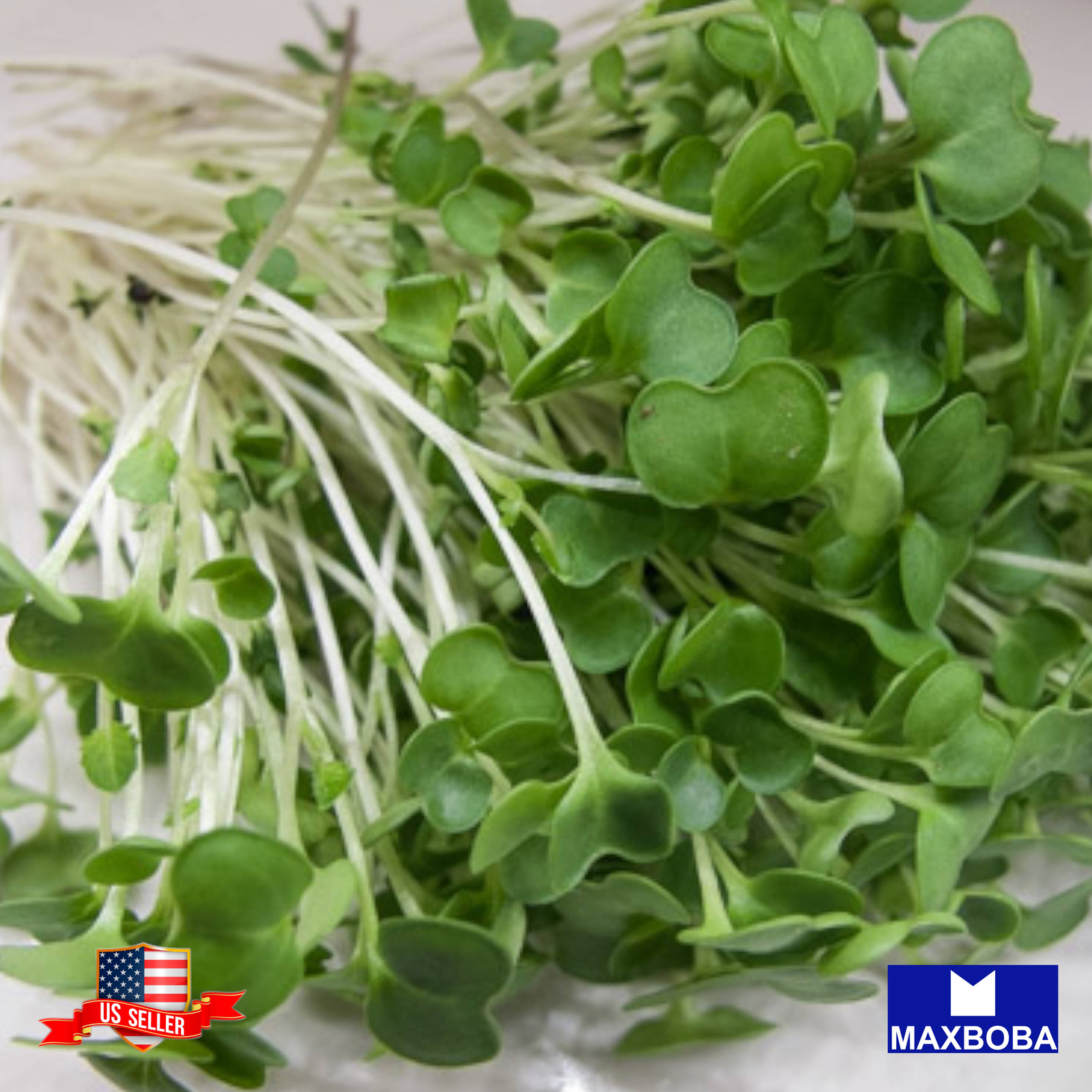 Kale Microgreens Seeds Heirloom Non-GMO