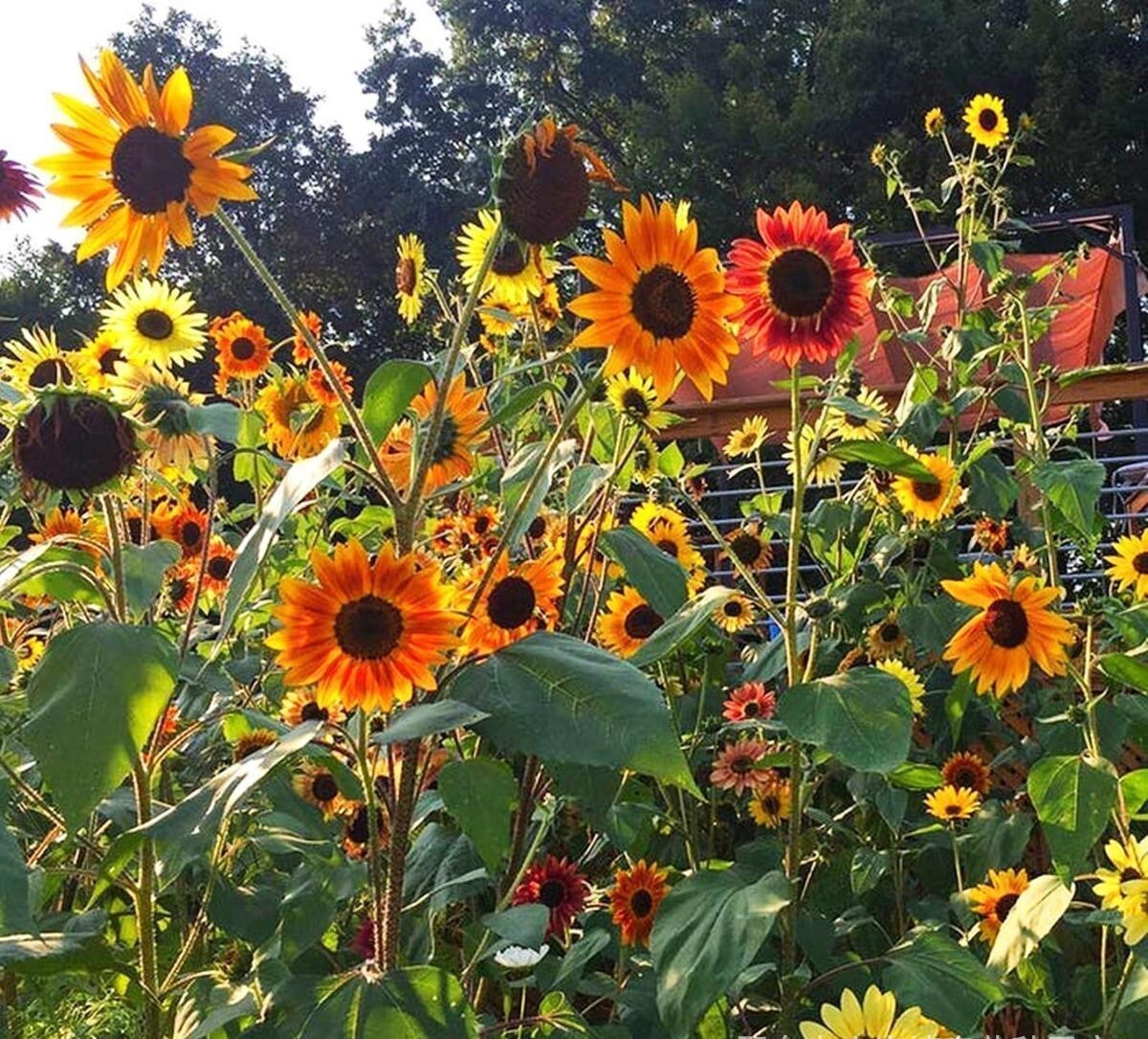 50+Autumn Beauty Sunflower Mix seeds Bees Love Colorful Beautiful Garden USA