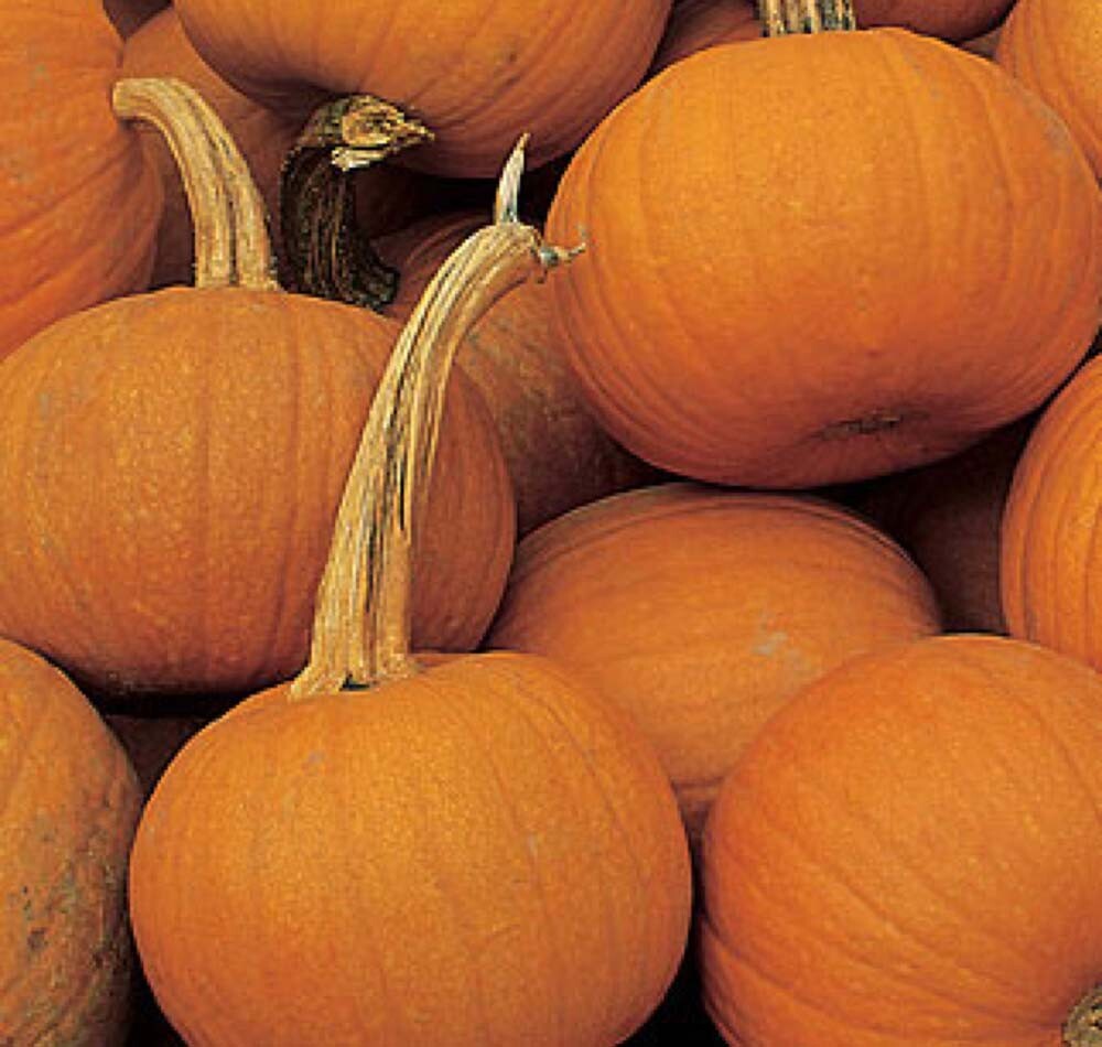 Small Sugar Pumpkin, NON-GMO, New England Pie Pumpkin, Sugar Pie, FREE SHIPPING
