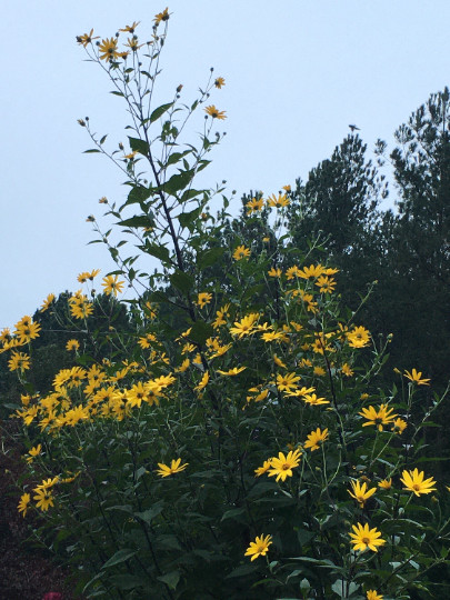 Jerusalem Artichoke (Helianthus tubersosus) Live Plant, Earth Apple or Sunchoke