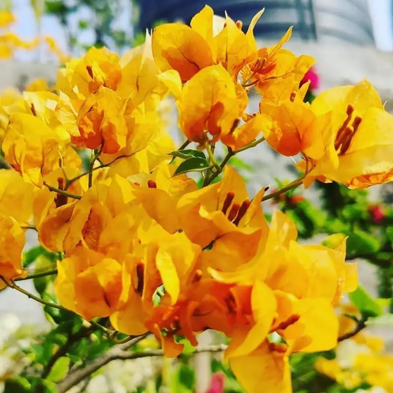 Multicolor Bougainvillea, Trangular Plum-South American Jasmine 50 Seeds , Strik