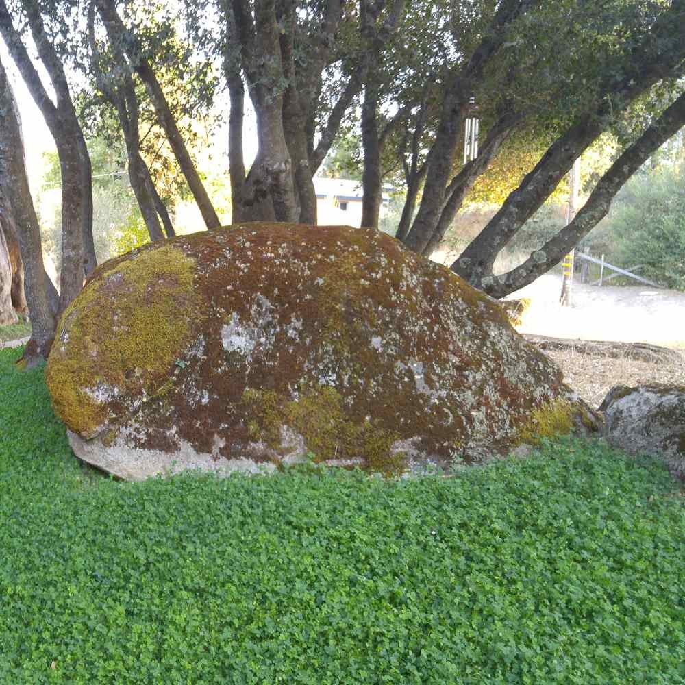 2 LBS Miniclover Seed For Planting No Mow Drought Tolerant Clover Lawns