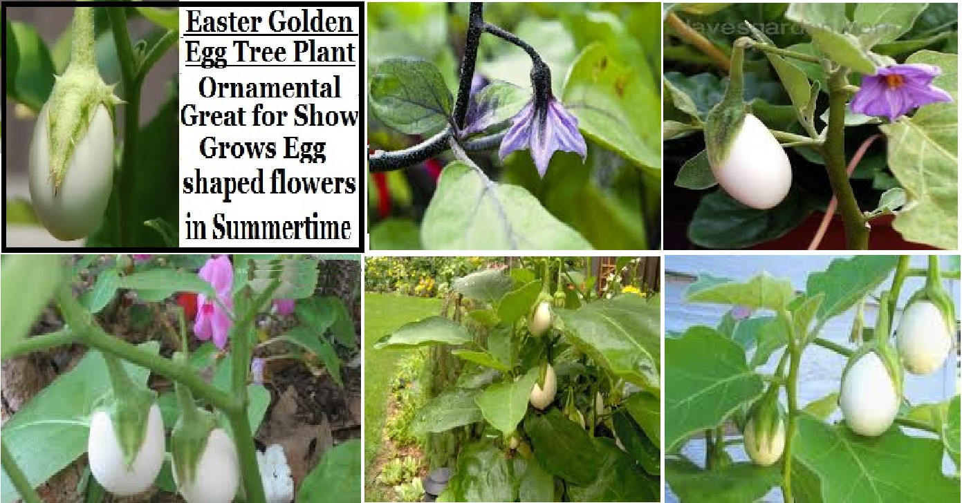 Golden Easter Egg Plant Very Unique Flower Plant 5 Seeds USA seller