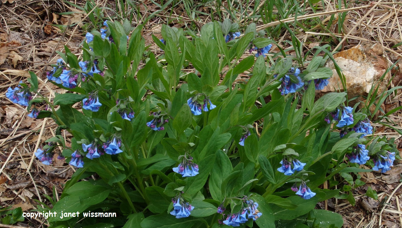 10 bulbs VIRGINIA BLUEBELLS 3YrOld plant root Mertensia virginica wildflowerREAD