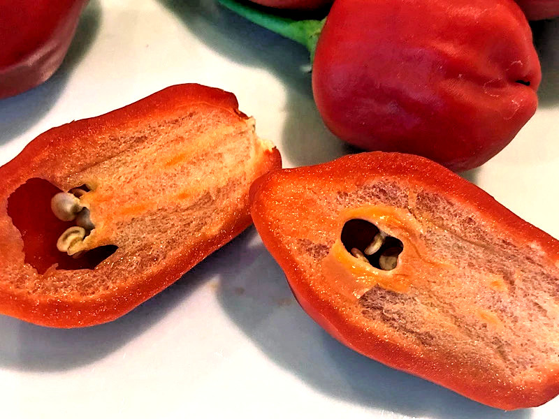 🌱NEW! Aji Rainforest Hot Chili Pepper 25+ Seeds