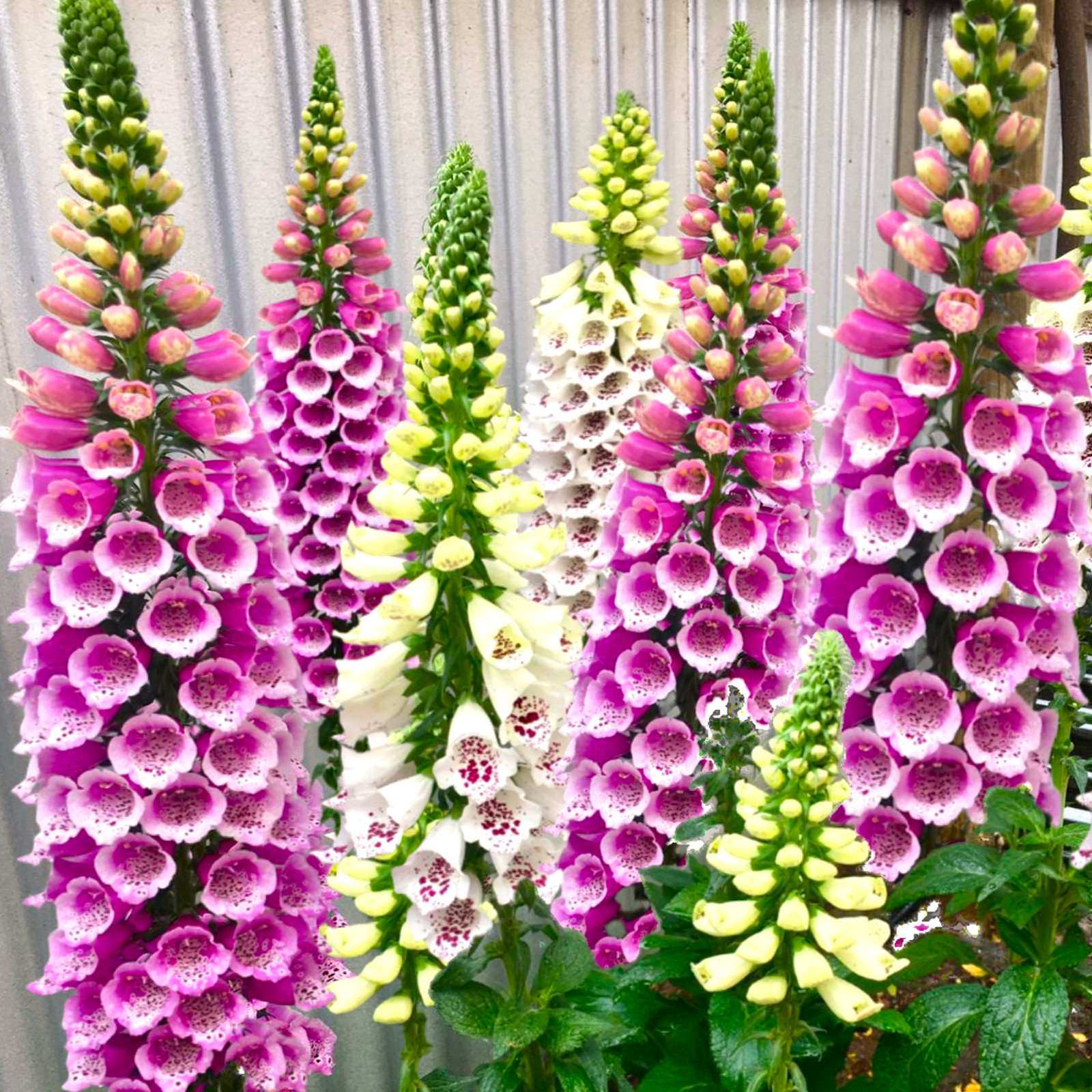 Foxglove Seeds | Mixed Colors Purple Perennial Tall Pollinator Flower Seed 2025