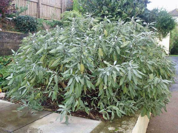 Salvia officinalis | Common or Garden Sage | 5 Seeds