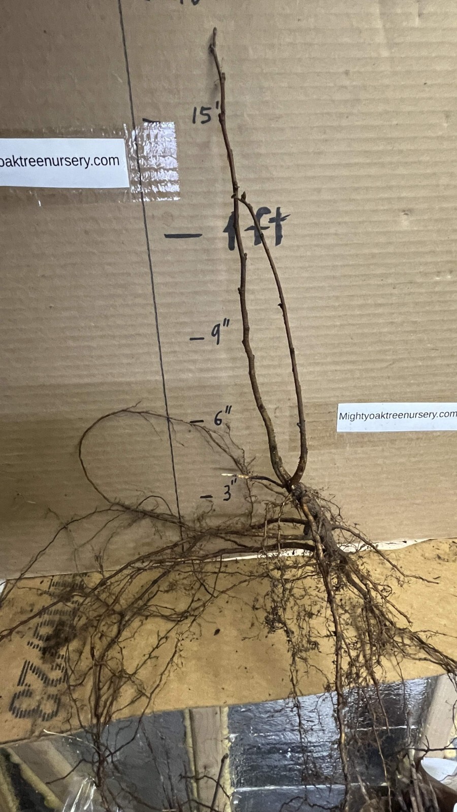 8-12” tall Hazelnut plant (Corylus Americana) 1-2 years old