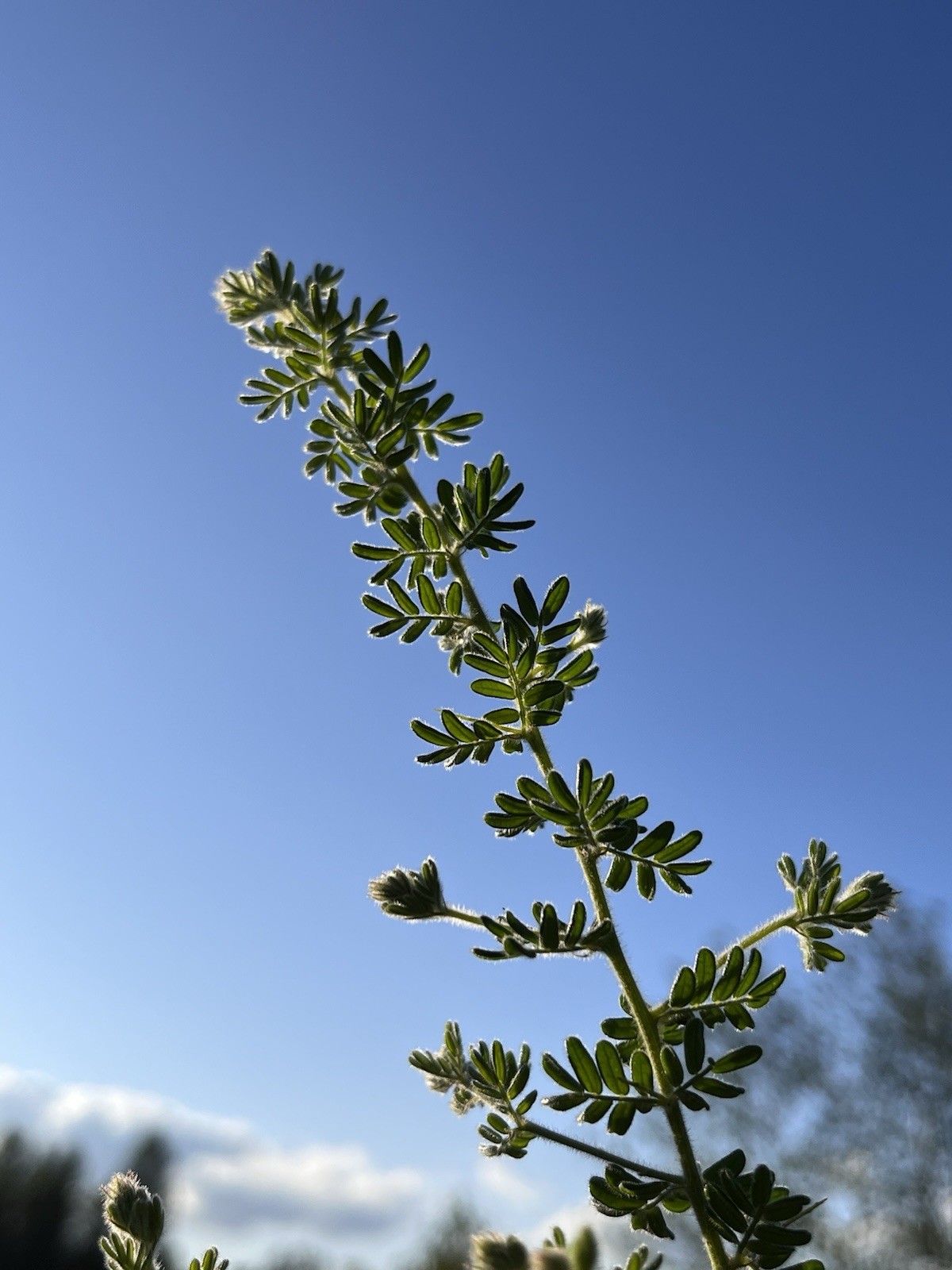 Acacia Species Assortment Packs (101 species) 5+ seeds each species