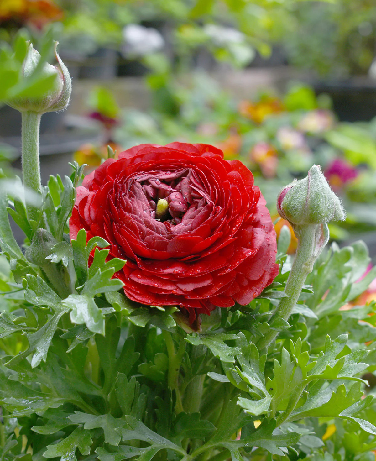Red Ranunculus – 10 bulbs