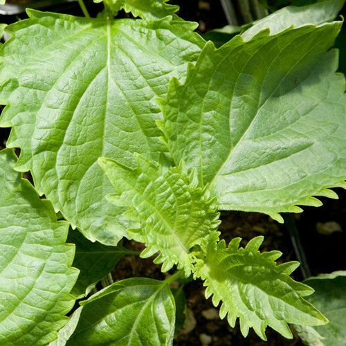 Green Shiso Seeds 50+ Perilla Herb Asian Mint Cuisine Annual USA FREE SHIPPING