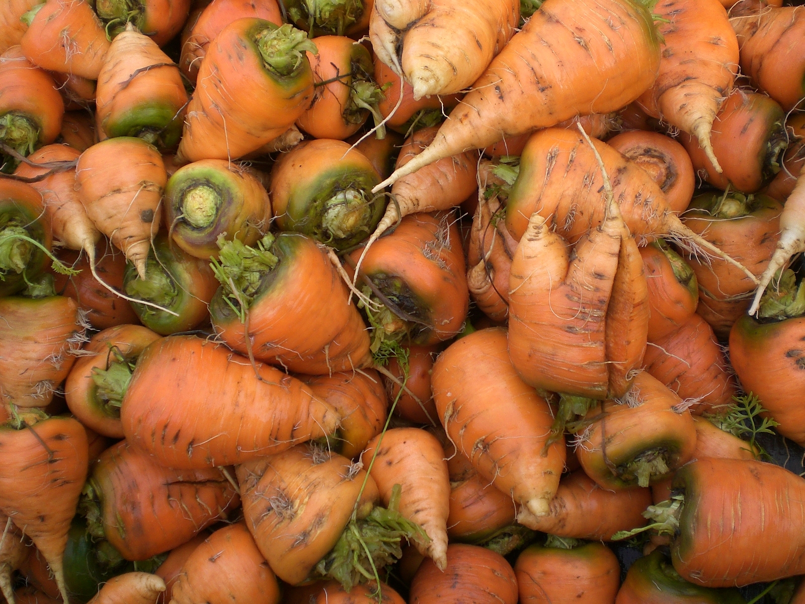 Oxheart Orange Carrot Seeds 150+ Daucus Carota Vegetable NON-GMO USA FREE S&H
