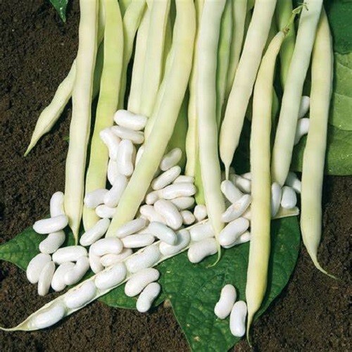 35 Hidalgo Shelling White Bush Bean Seeds