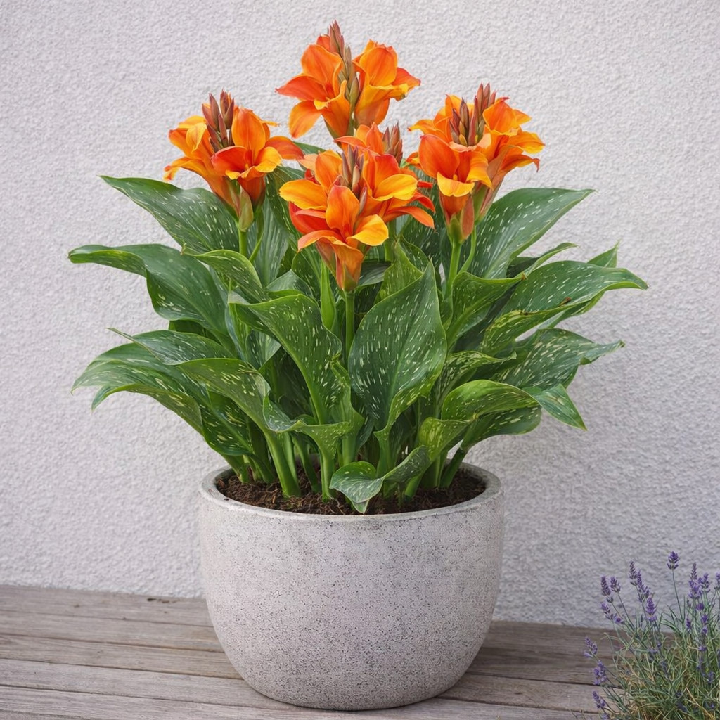 Flame Calla Lily Bulbs – Fiery Orange & Red Bicolor Blooms- Cut Flowers(5 Bulbs)
