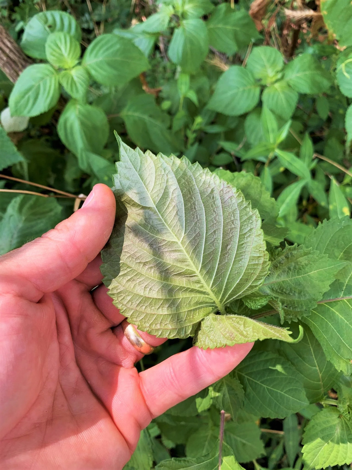 Korean Perilla Seeds |깻잎KKaennip Gaennip Sesame Shiso Mint Basil Asian Seed 2024