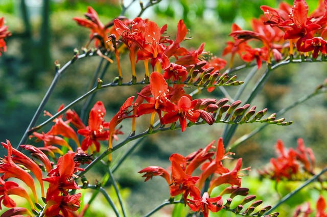 3 Crocosmia Lucifer Flower BULBS – Attracts Hummingbirds *Spring Planting