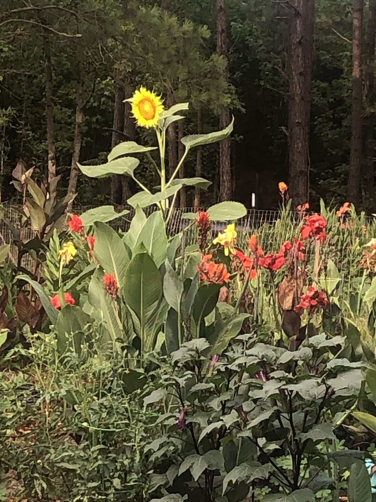 10 Bulb MixCanna Delight Mix Various Cannas Including Cleopatra And Tiger Bengal