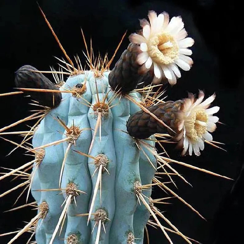 10 “BLUE CEREUS” CACTUS SEEDS (Browningia hertlingiana) RARE Tree Like Cacti