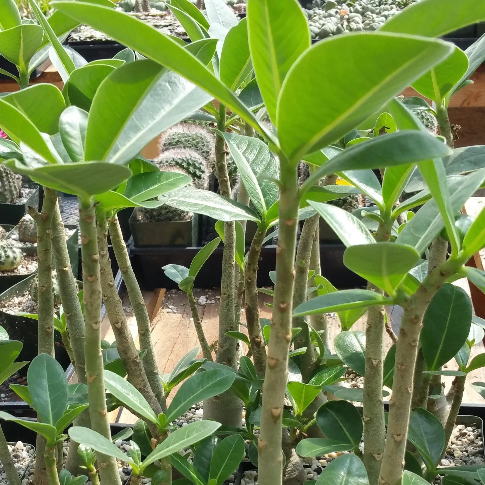 Desert Rose Adenium arabicum (green caudex) 5 seeds FREE SHIPPING!