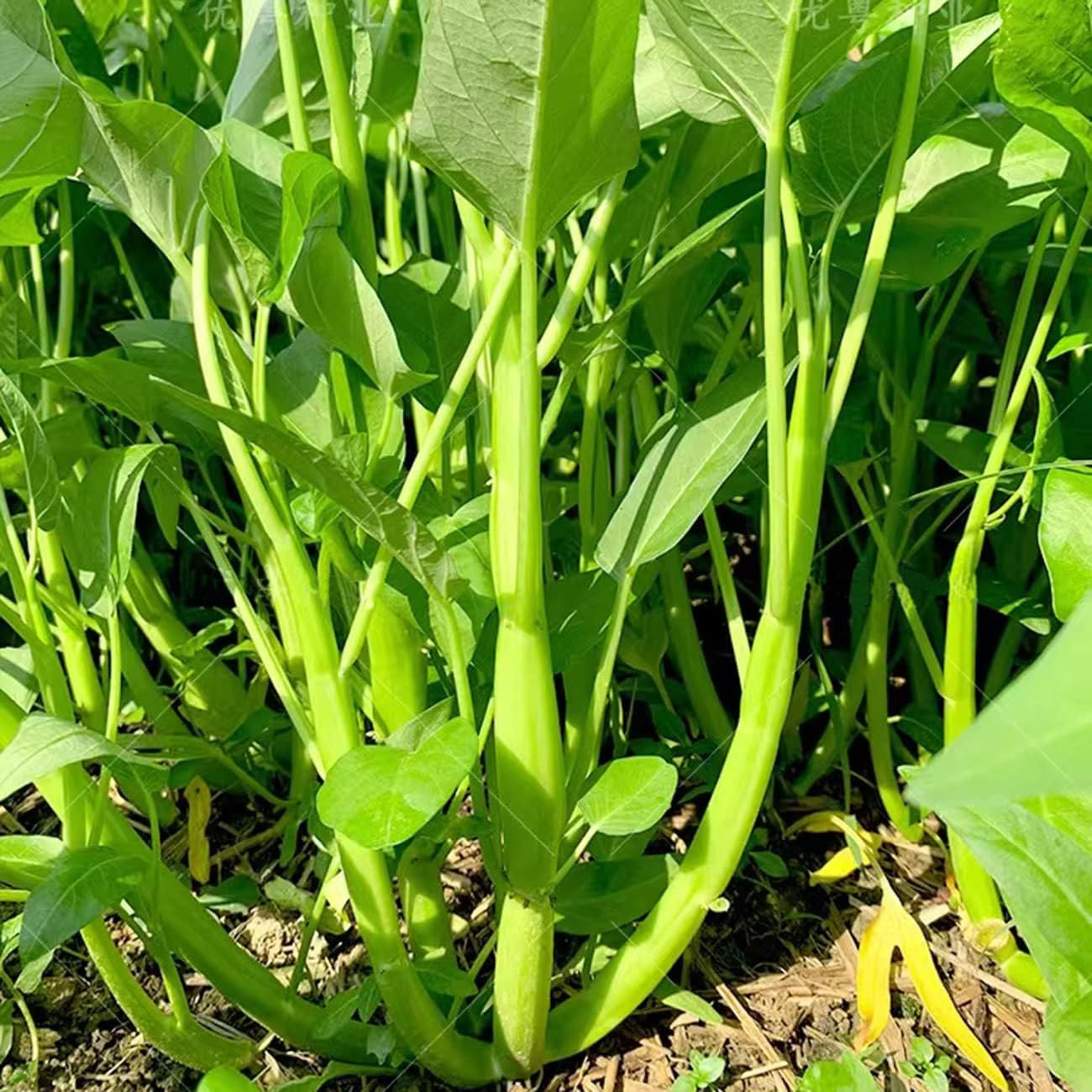 2000+ Kong Xin CAI Vegetable Seeds Water Spinach Kangkong Delicious Vegetable Se