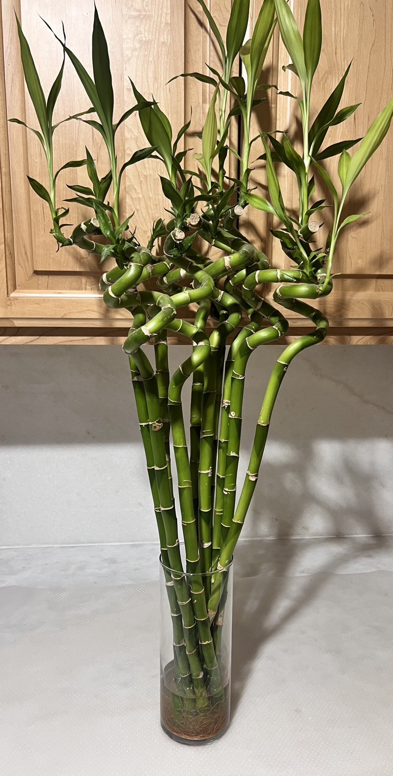 RARE HARD TO FIND – bundle of 10 stalks of 24” spiral lucky bamboo plant