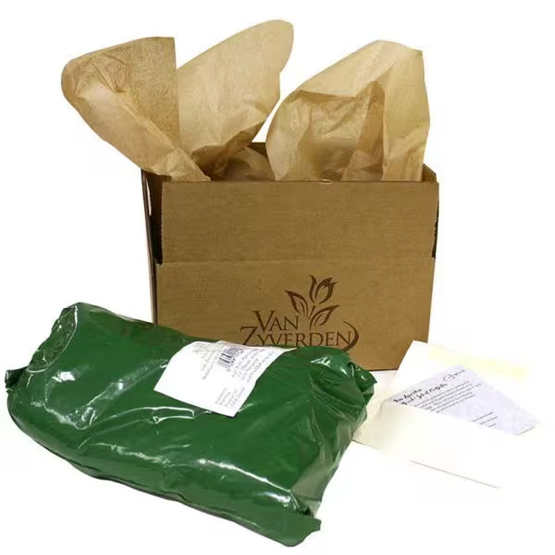 Container Red Dahlias Pulp Fiction Bulbs (3-Pack)