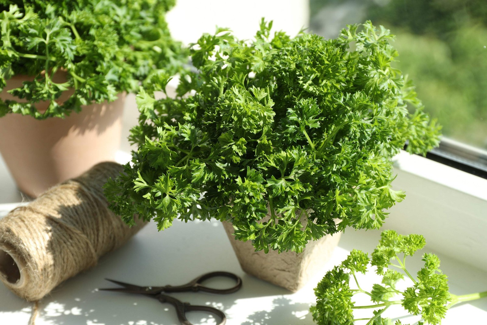 500 FOREST GREEN PARSLEY Petroselinum Crispum Double Triple Curl Vegetable Seeds