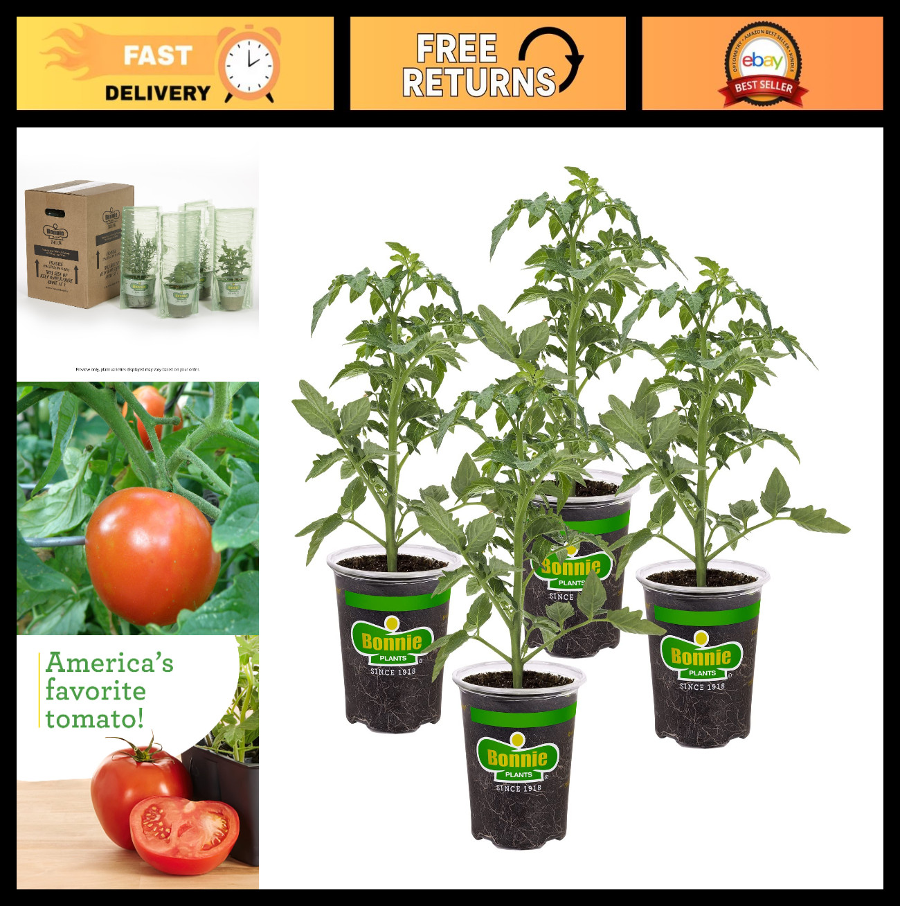 Better Boy Tomato Plants – 4 Pack, Disease Resistant, Non-GMO, Large 16 oz Fruit