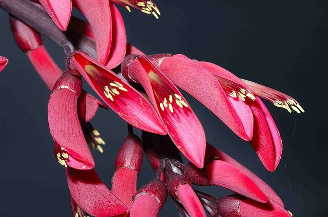 Coral Tree, Erythrina corallodendron, Tree Seeds