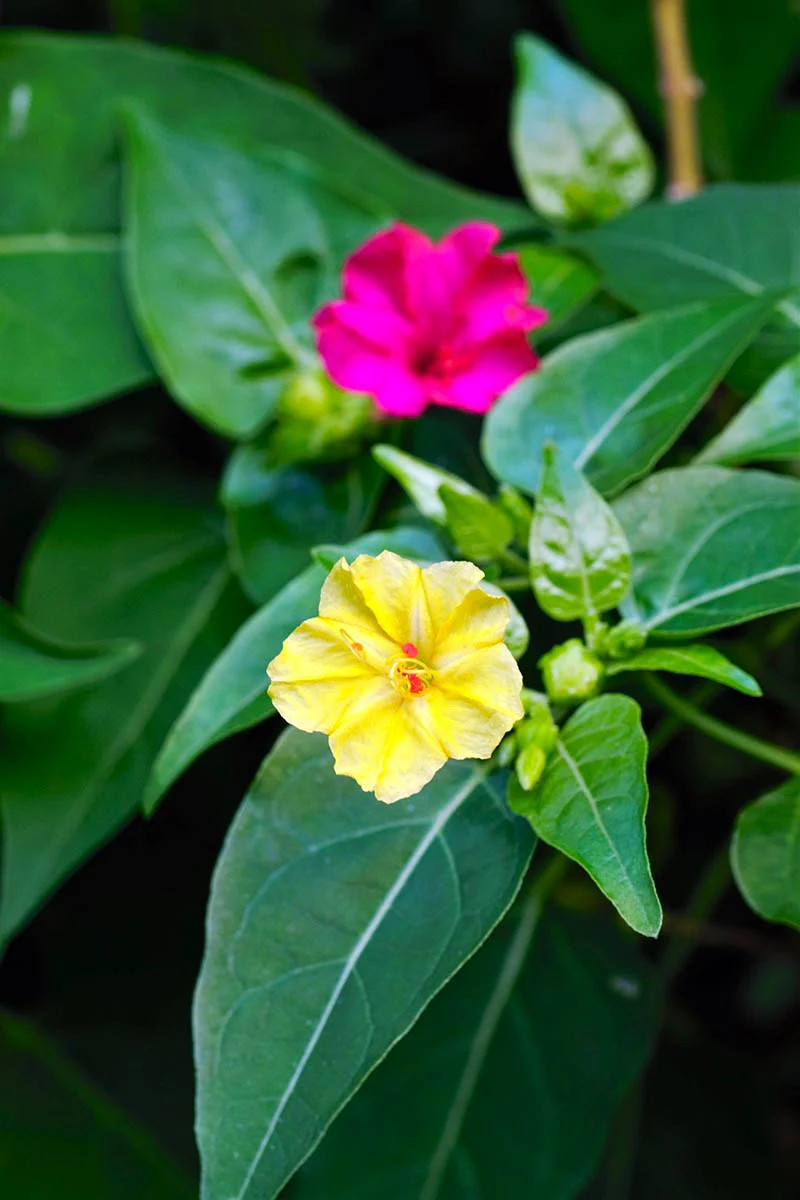 Solid Colors Mix Four O’ Clock Seeds | Mirabilis Rainbow Mixed Flower Seed 2025