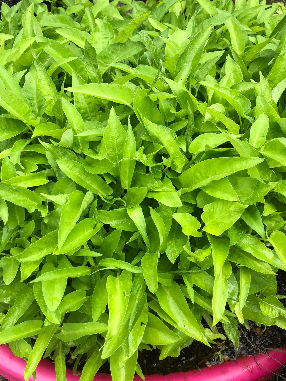 100+ Organic Thai Water Spinach seeds Ong Choy Kang Kong Xin Cai, Hột Rau Muống
