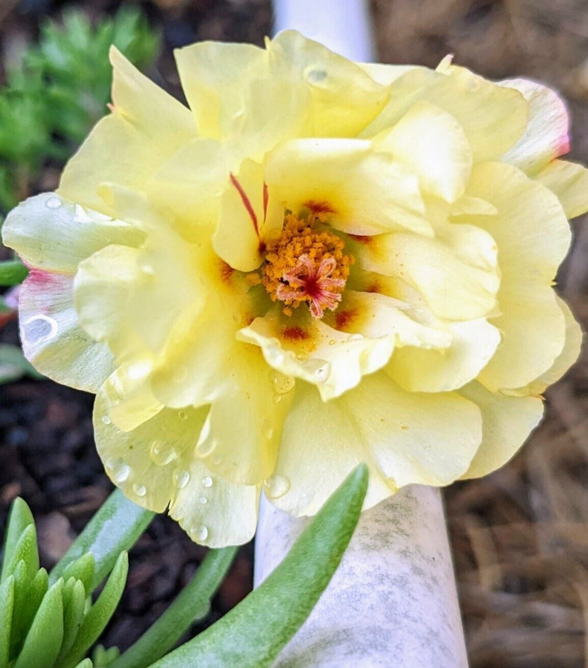 1000+ Moss Rose Double Mix Portulaca grandiflora button rose 150mg seeds
