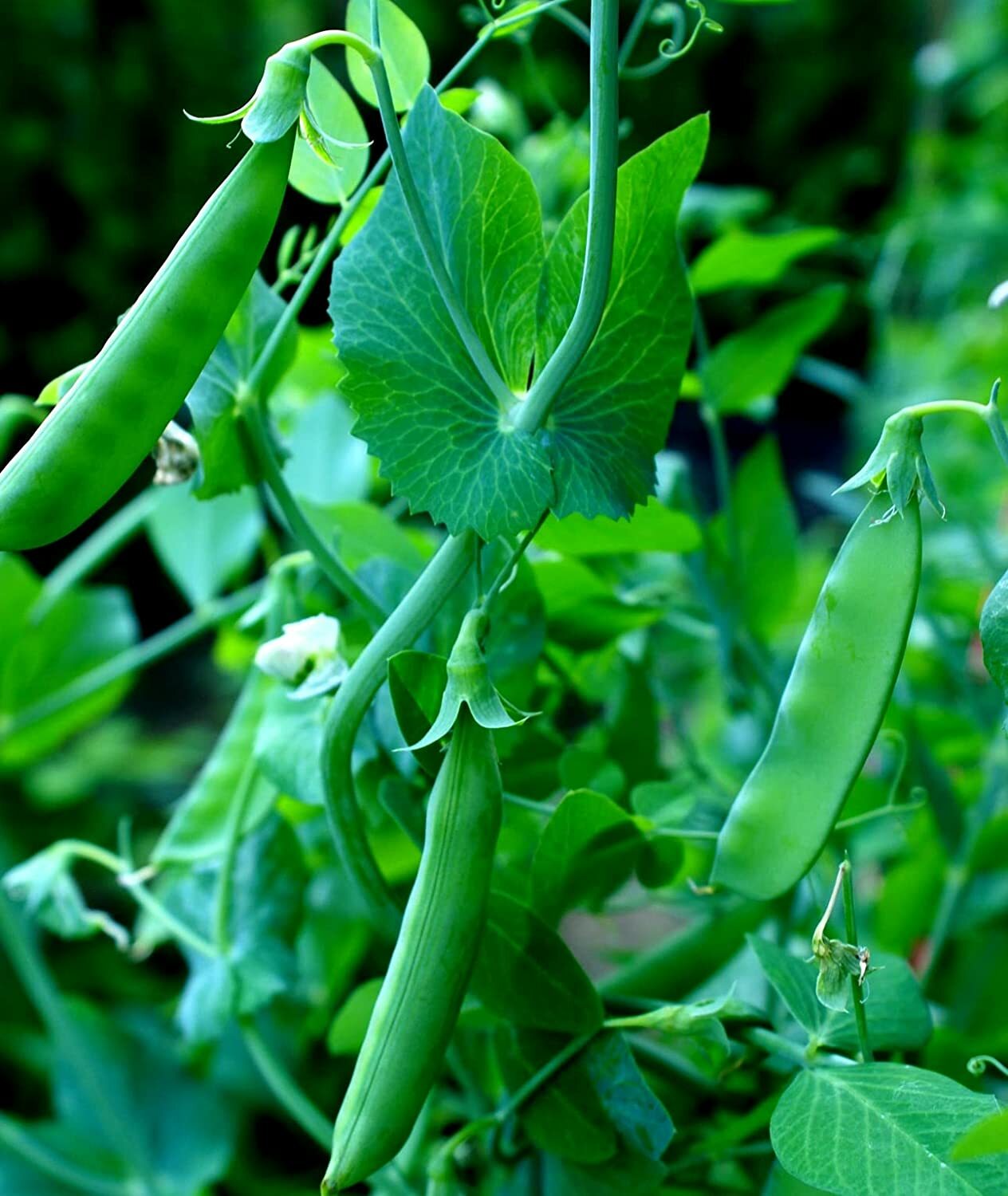 100+ Sugar Snap Pea Seeds for Planting Pisum sativum