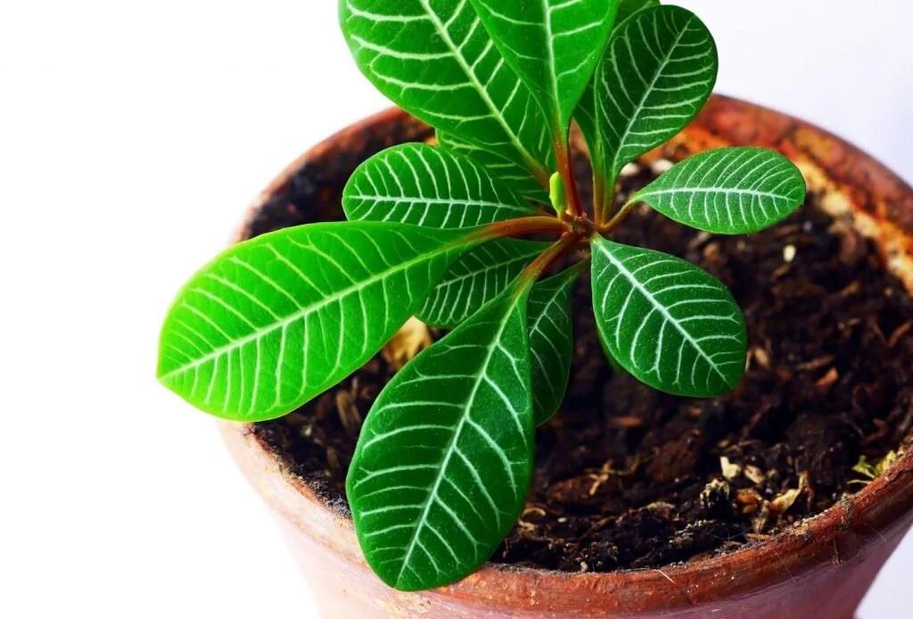 5 Madagascar Jewel seeds, Euphorbia leuconeura high quality seeds mini palm tree