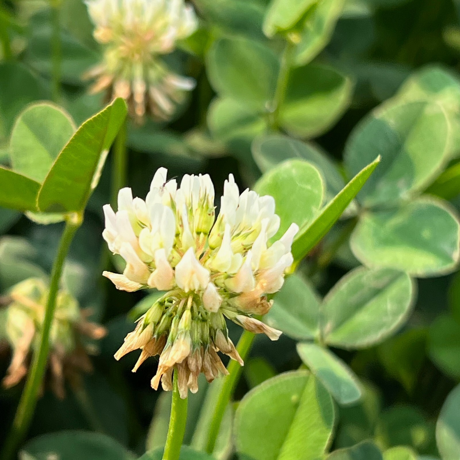Clover Seed Collection – White Micro Clover, Crimson Clover, Red Clover, Organic