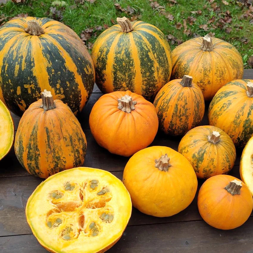 Kakai Hulless Pumpkin Seeds | Naked Seed DeShelled Styrian Pumpkins Seed 2025