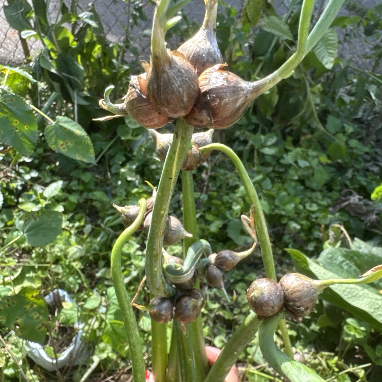 Egyptian Walking Onion Top Set Cluster of 10