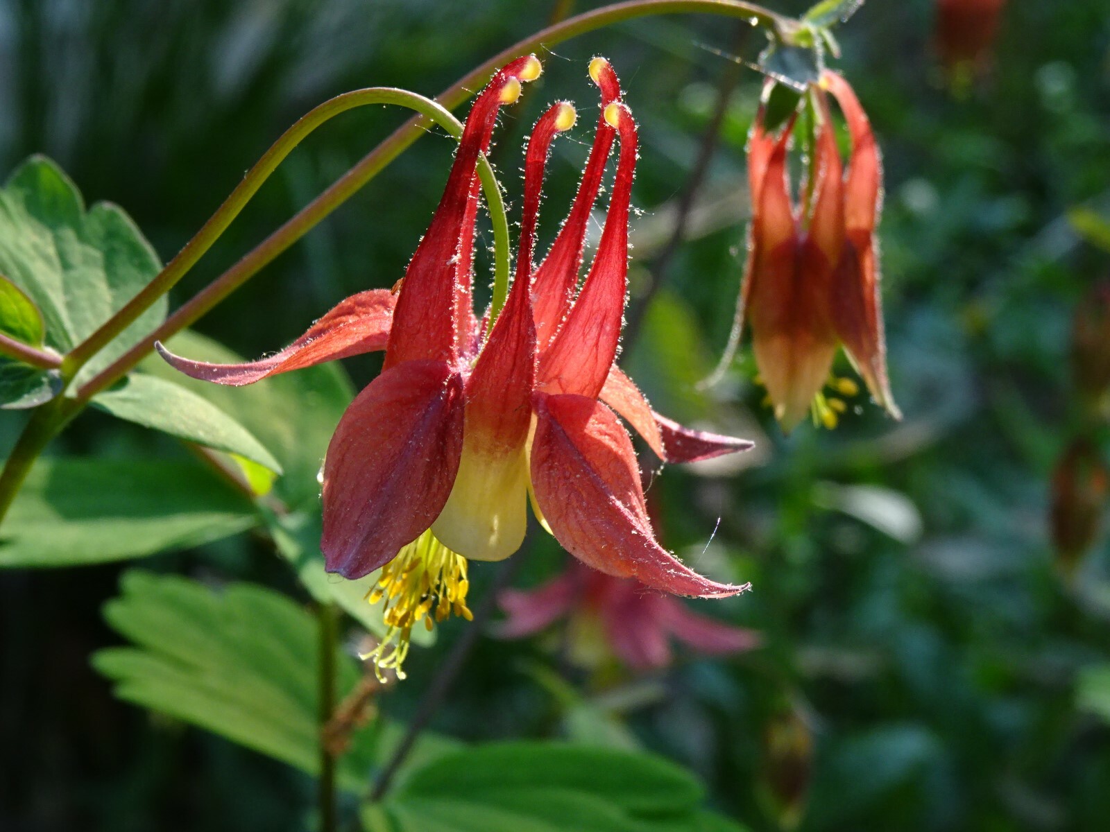 Eastern Red Columbine Aquilegia canadensis Native Perennial 50 seeds Hummingbird
