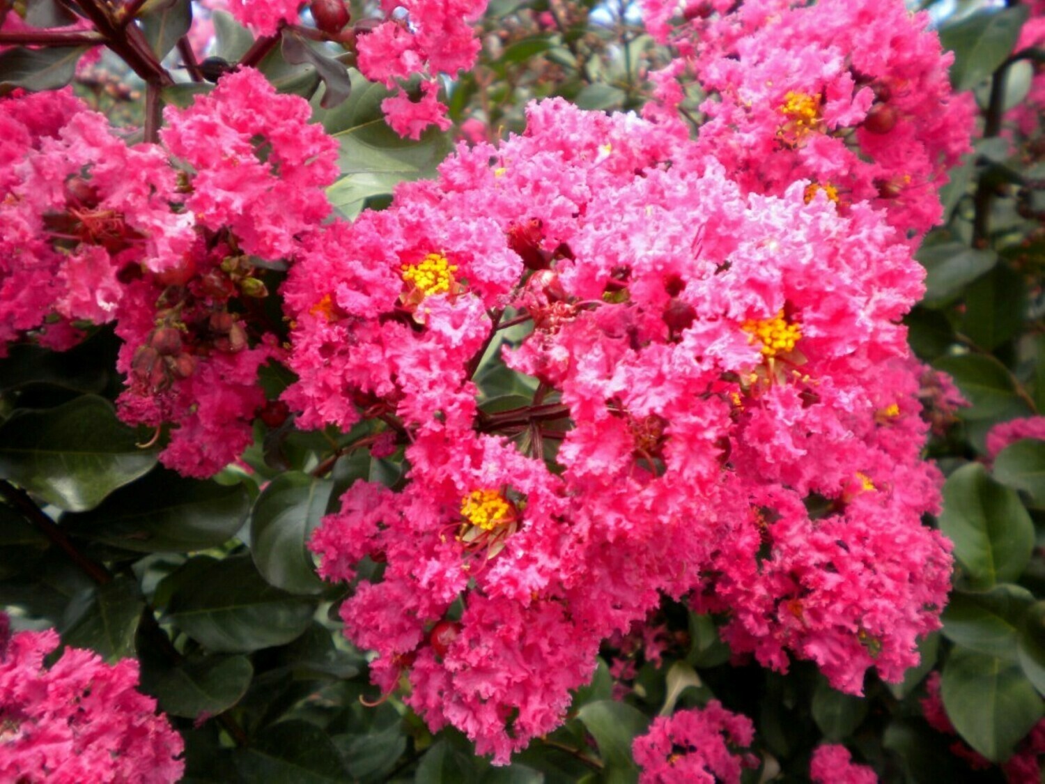 🌸 PINK BUCKWHEAT – Takane Ruby Buckwheat Flower Seeds (50 Seeds) 🌸 Fagopyrum