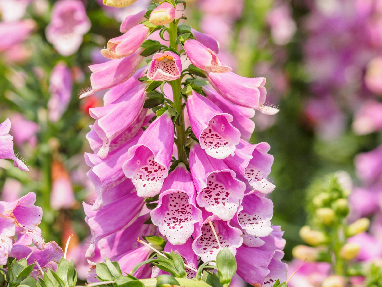 1000 PINK FOXGLOVE Digiitalis Purpurea Flower Seeds