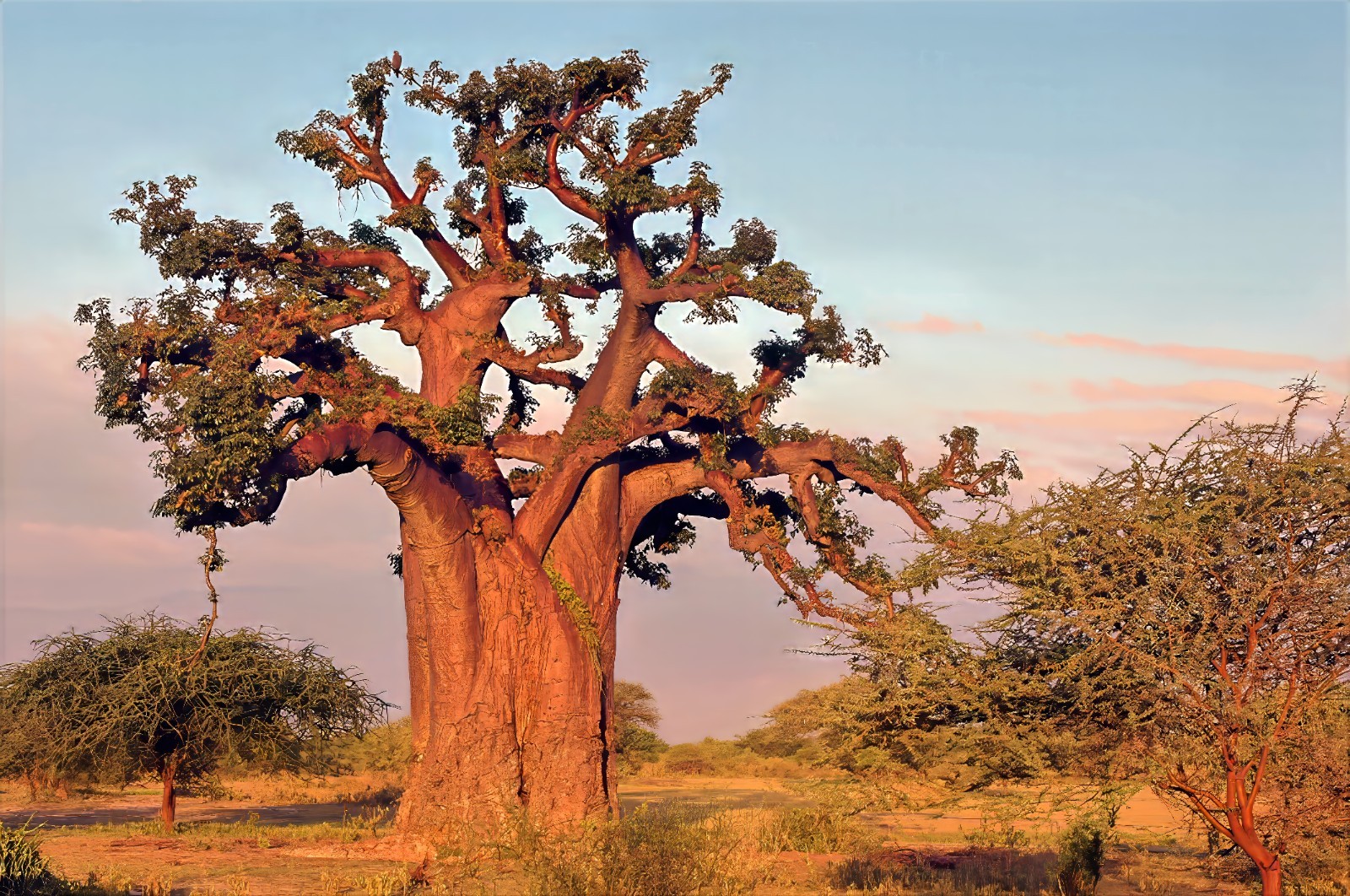 5 Baobab Seeds Adansonia digitata “Tree of Life” Rare Monkey Bread Bonsai Plant